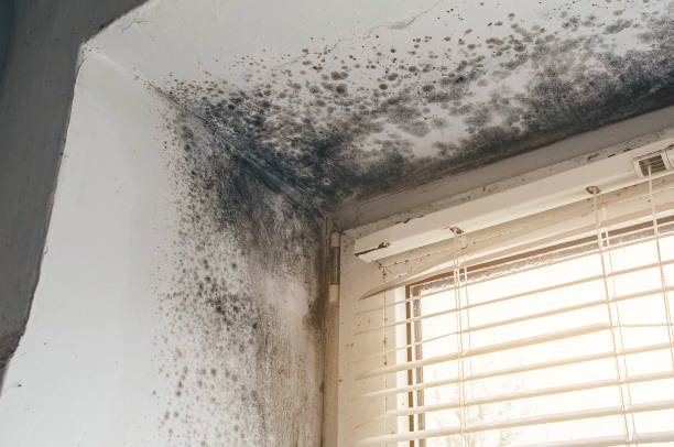 Trusted Mold Inspection service in Long Branch, NJ - Cheap Mold Removal
